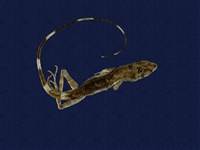 藏品(石垣攀蜥)的圖片